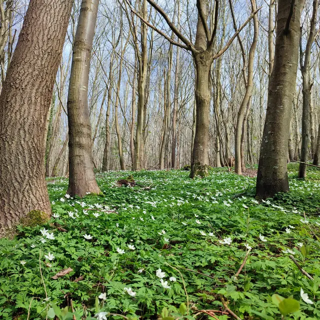 Renaissance au Bois de Bernouville