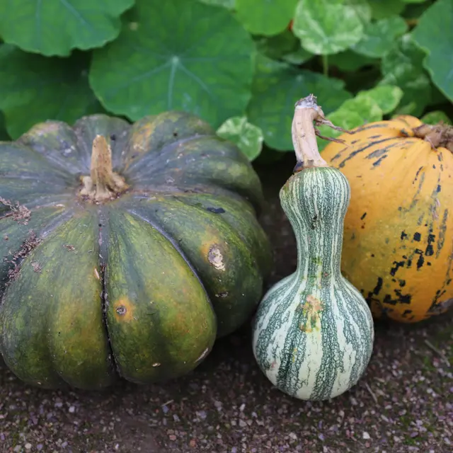 Potager