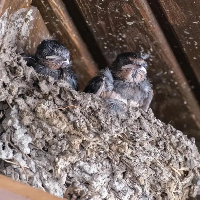 Inventaire_nids_hirondelles_Rives_en_Seine