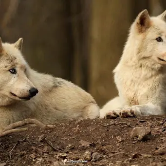 Loups Rêve de Bisons