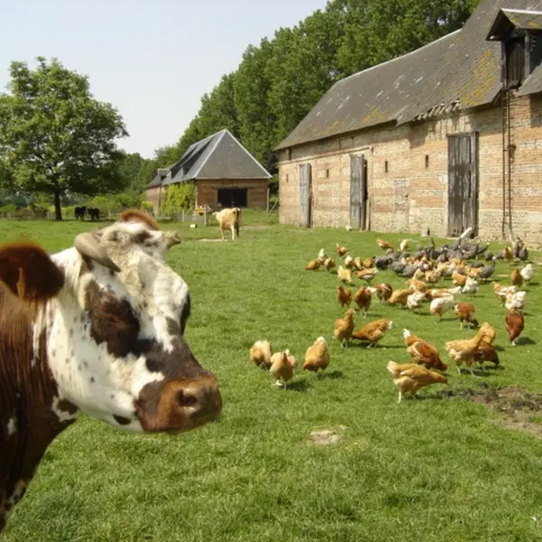 La Ferme Au fil des Saisons - Amfreville les Champs (800x600)