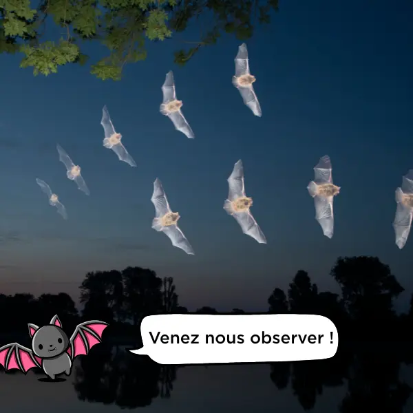 Visuels pr publi RS (800 x 600 px) - sortie chauve-souris