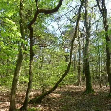 Le Bois des Communes