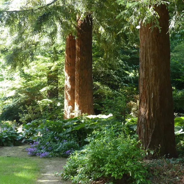 LeClosDesSequoias3©JRGedon2024