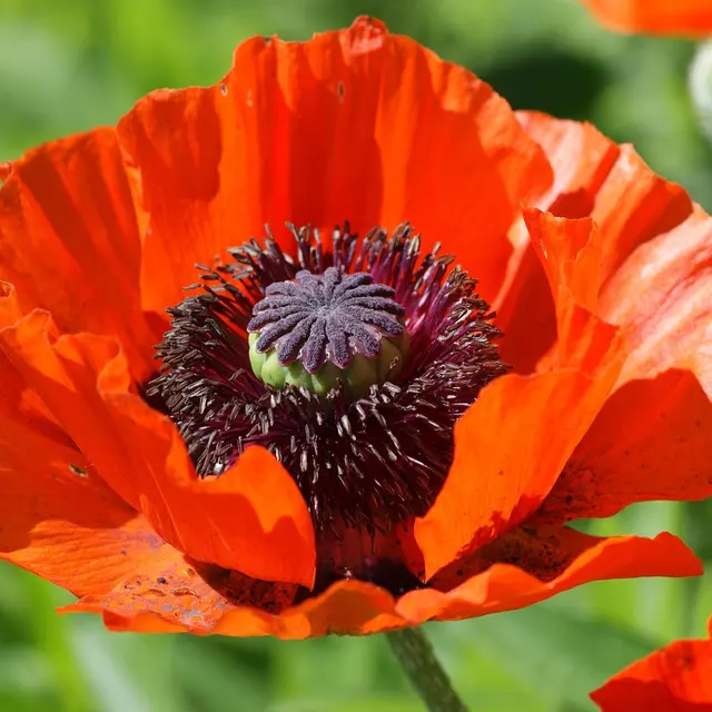 Les prairies en fête ! fleurs et insectes