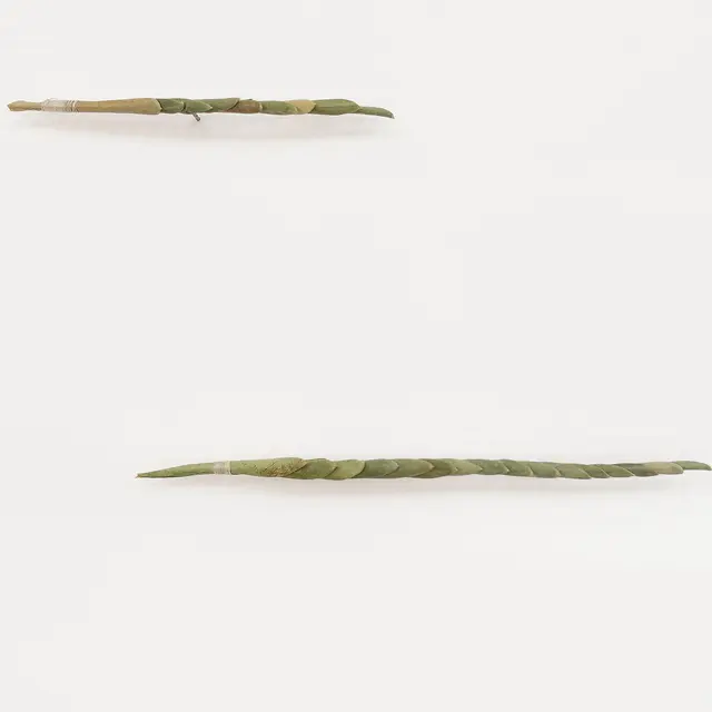 Linea, 2025, feuilles d’olivier, fil de coton