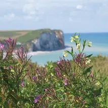 Littoral - Veulettes sur Mer 2