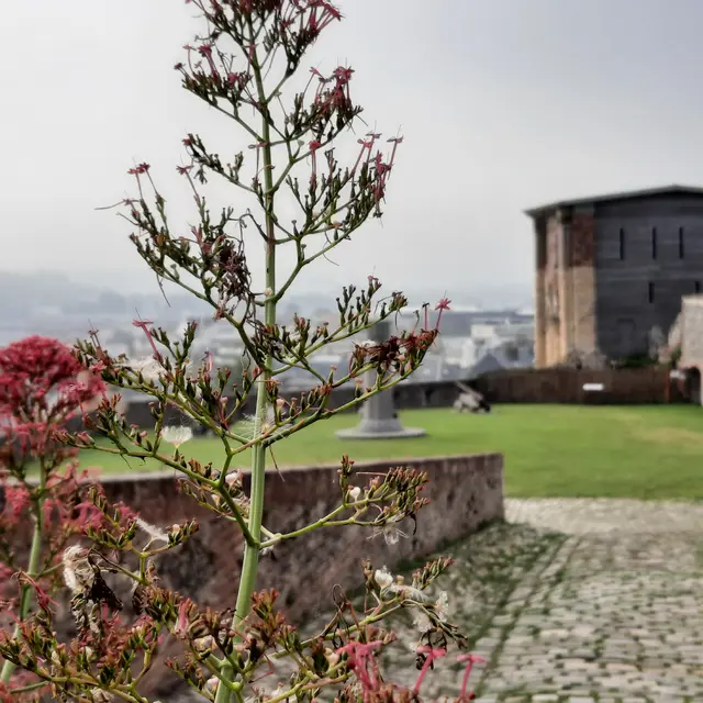 Faune, Flore et Histoire du Château