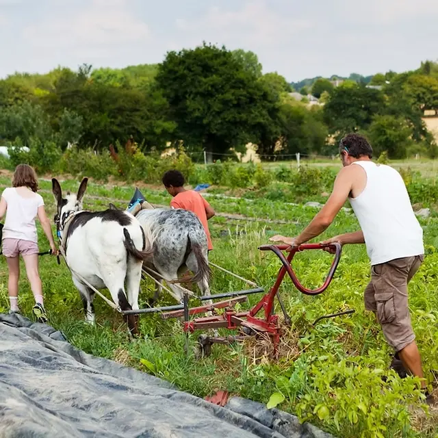 Maraichage-Coq à l'âne