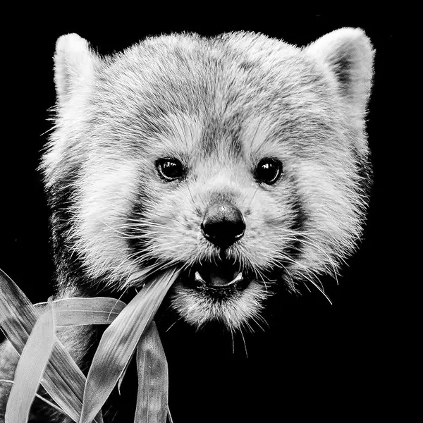 Masterclass photos - Photo animalière