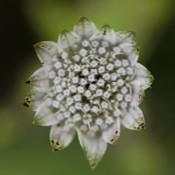 Masterclass photos - Photo macro