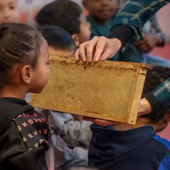 Le secret des abeilles