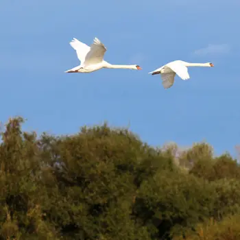 Oiseau migrateur