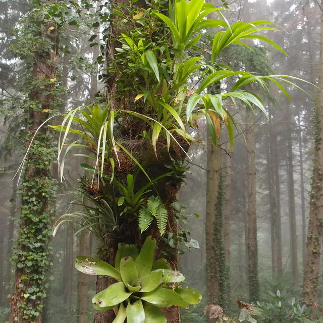 Jardin Jungle Karlostachys