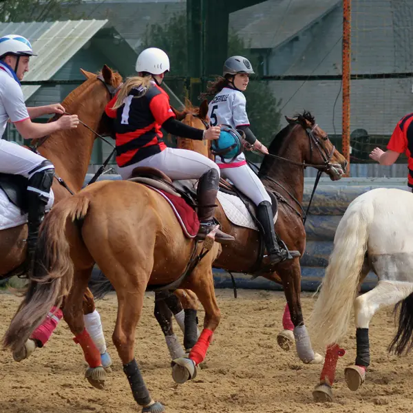 PCDY©AssoCavaliersdurdent_HorseBall_2020_800x600
