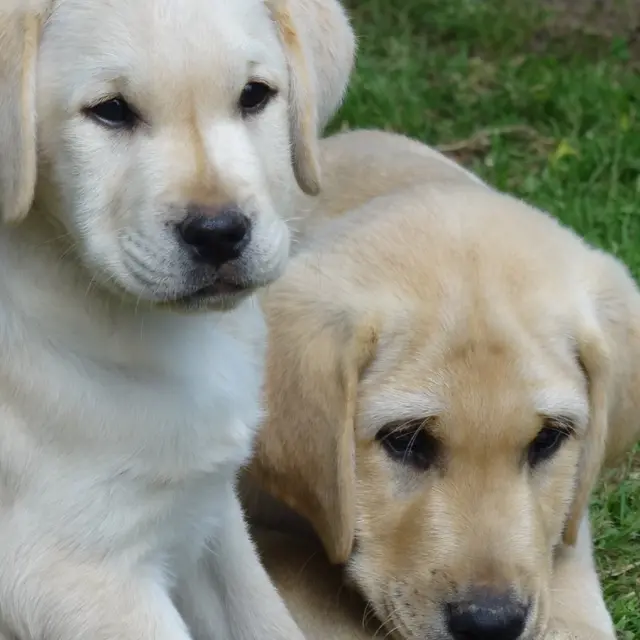 Parc de la Sauvagette Labradors Lanquetot Caux Seine Normandie Tourisme