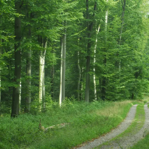 Forêt