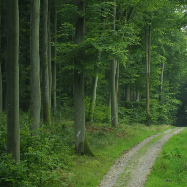 Forêt