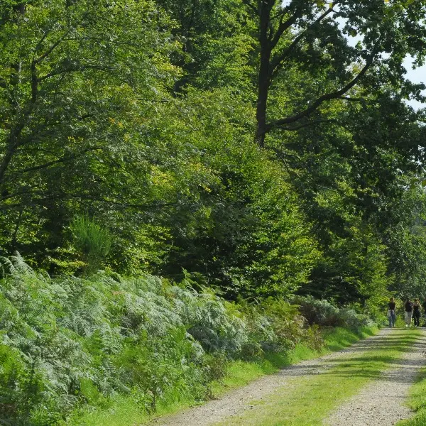 Pays-de-Bray-foret Eawy-13©SMT-G.Rigoulet (2)