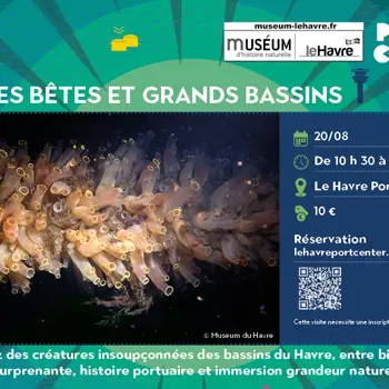 Petites bêtes et grands bassins (août)