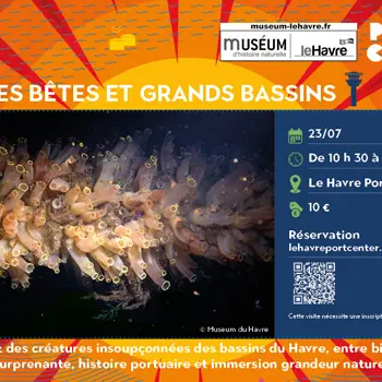 Petites bêtes et grands bassins (juillet)