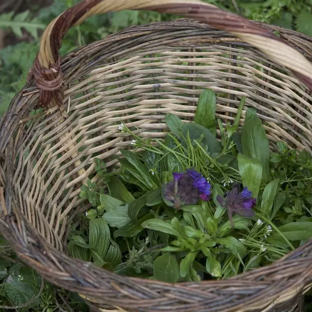 Plantes+comestibles+-+copie