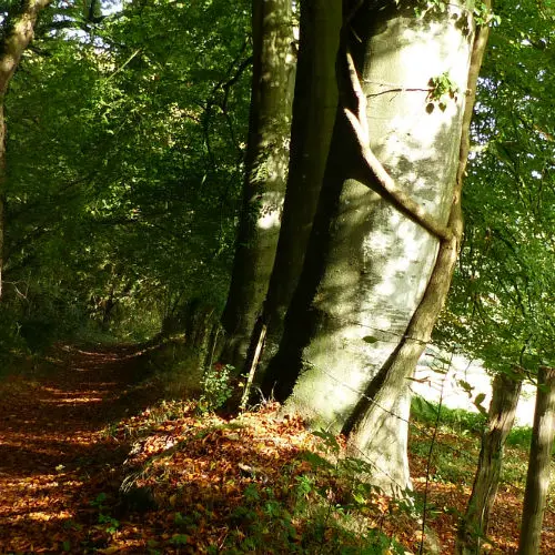 Randonnée Terroir de Caux Montigny