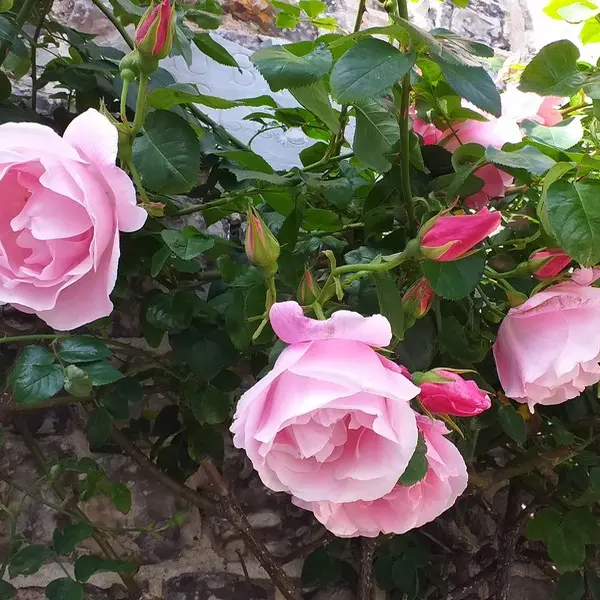 Rose ©F. Ferreira