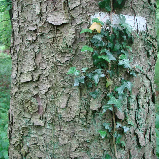 Forêt d'Arques
