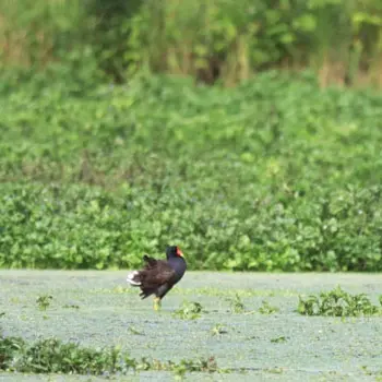 La vie foisonnante des cressonnières