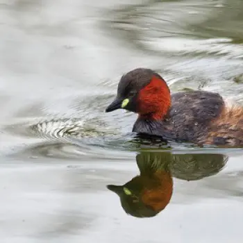 Ligue de Protection des Oiseaux