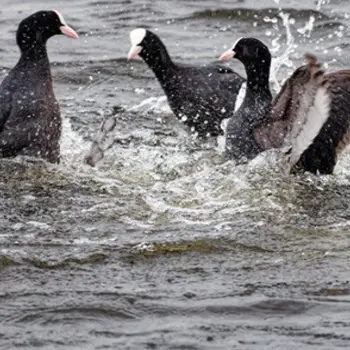 Les oiseaux du Parc Jardin de la Sente des Rivières