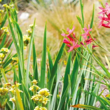 Schisostylis coccinea Backh. & Harv. Sisyrinchium striatum Sm