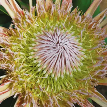 Plante carnivore