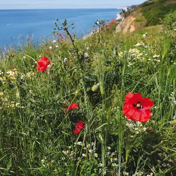 Parc des falaises