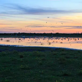 Le marais au crépuscule