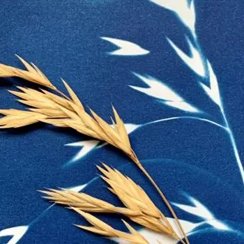 Cyanotype végétal