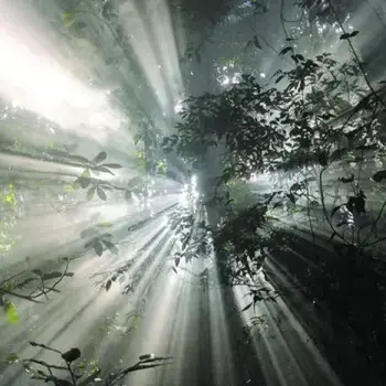 l était une forêt