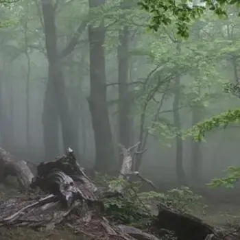 Réserve Naturelle Nationale de la forêt de la Massane