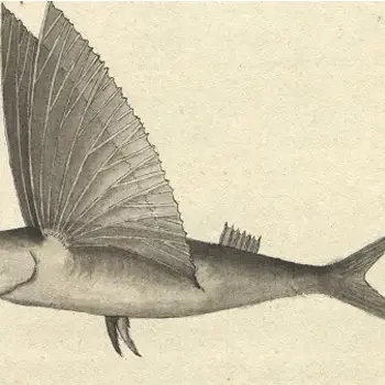 Poisson volant