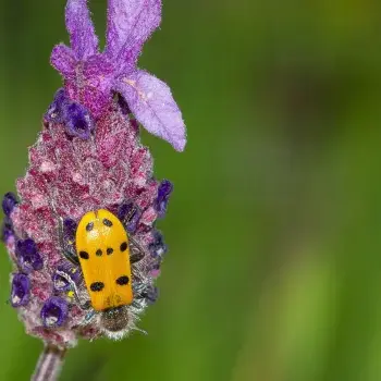 Nature et biodiversité
