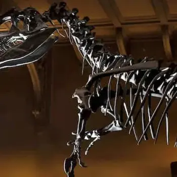 Posture et équilibre lors de la reconstitution d'un dinosaure