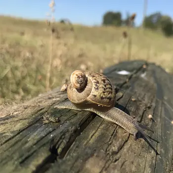 Escargot