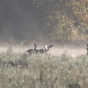 Les oiseaux d'ici et d'ailleurs