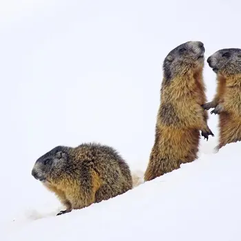 Atelier : Mission hibernation