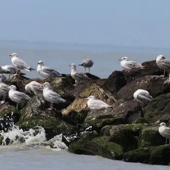 La vie des goélands, entre ville et nature
