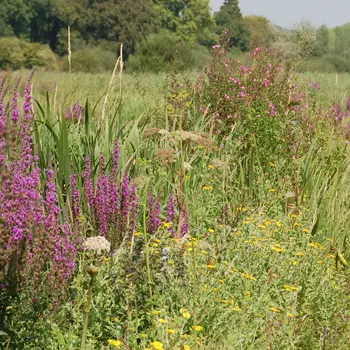Domaine du Colmoulins