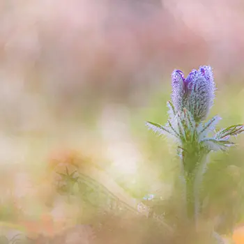 Pas si vulgaire que ça