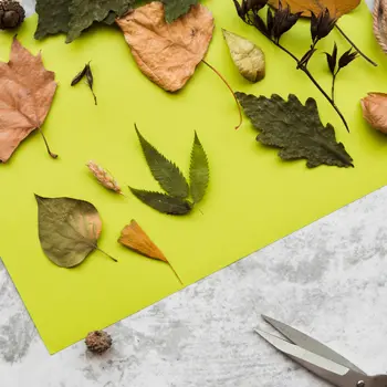 Collage des feuilles d’automne