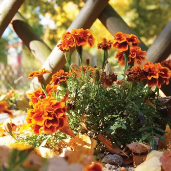 : Jardinières automnales